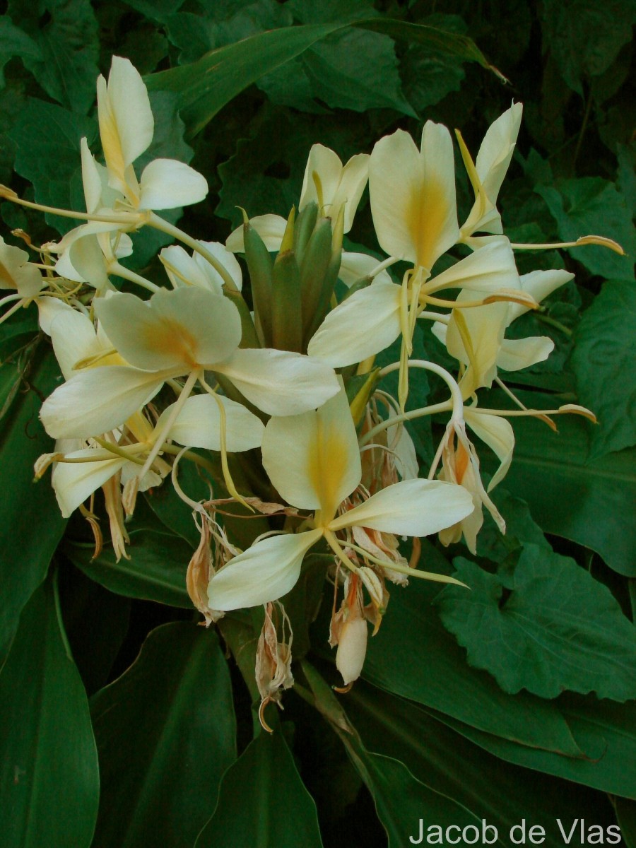 Hedychium flavescens Carey ex Roscoe